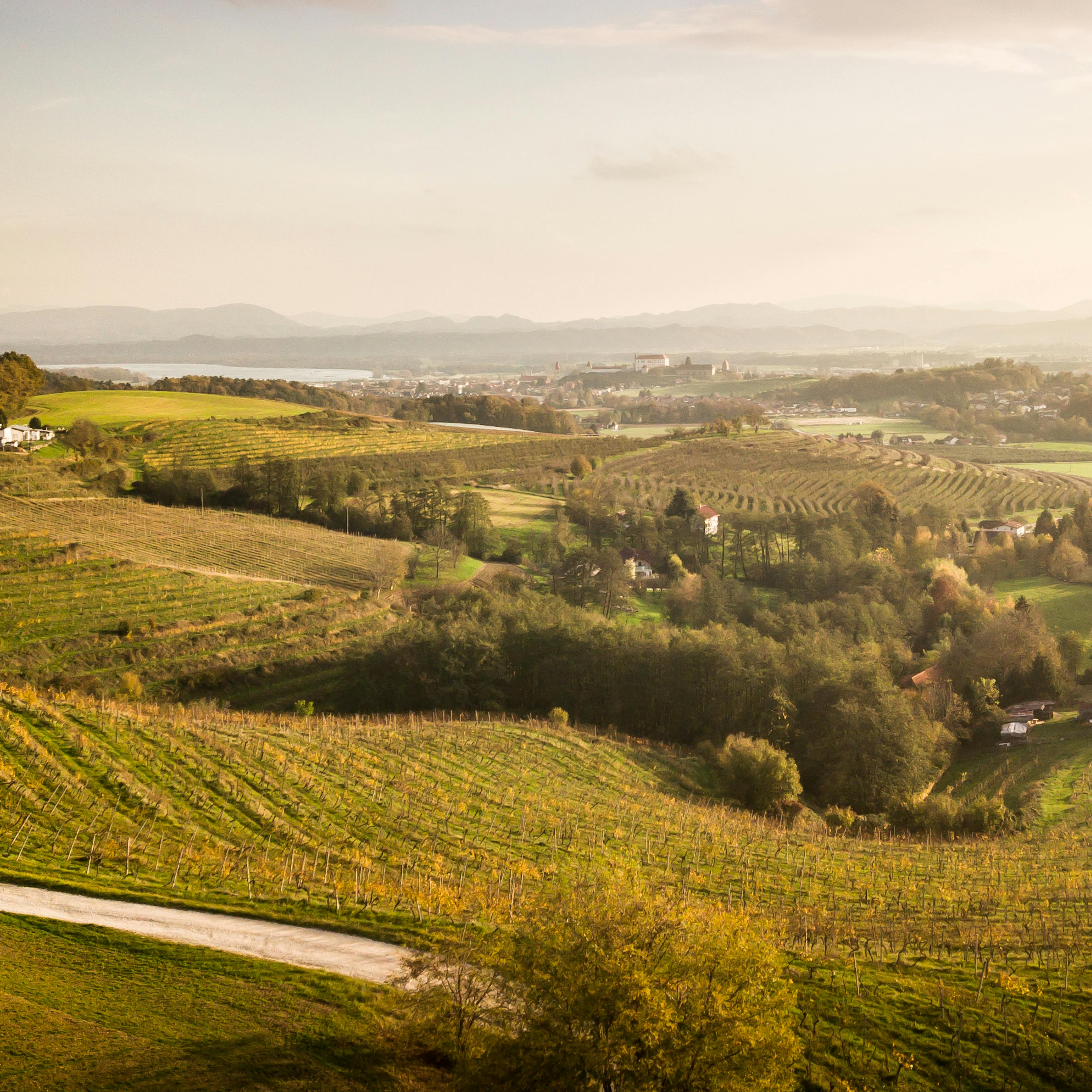 ptuj